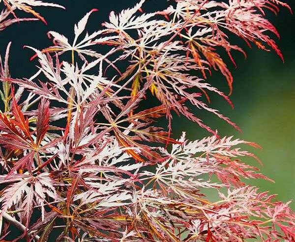 Japanse esdoorn ‘Beni Shidare’ (Acer palmatum)-image