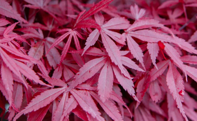 Japanse esdoorn ‘Bloodgood’ (Acer palmatum)-image