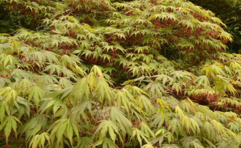 Japanse esdoorn ‘Nicholsonii’ (Acer palmatum)-image