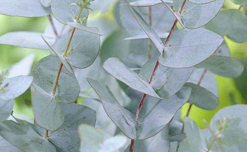 Gomboom (Eucalyptus gunnii)-image