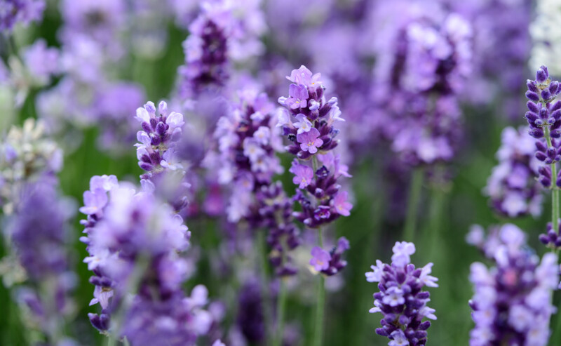 Lavendel (Lavandula angustifolia)-image