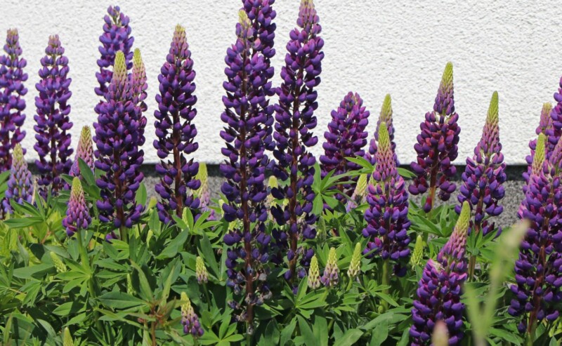 Lupine ‘Camelot’ (Lupinus)-image