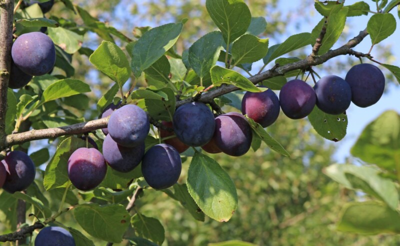 Pruimenboom (Prunus domestica The Czar)-image