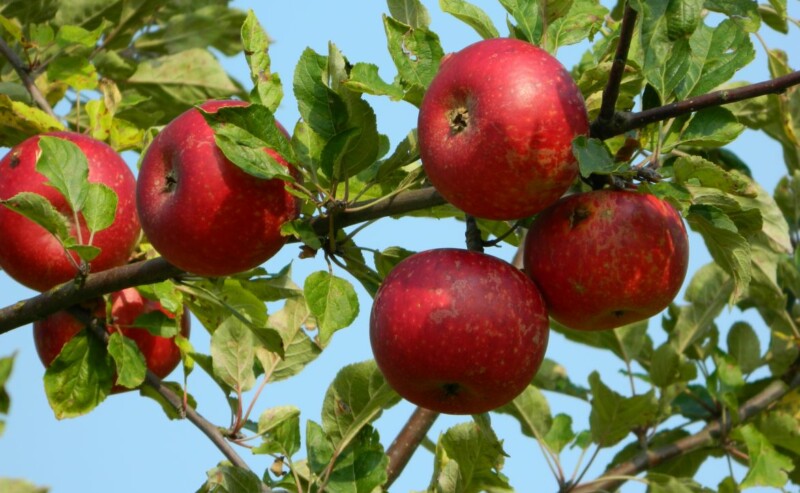 Appel (Malus domestic ‘Discovery’)-image