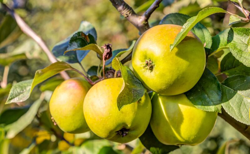 Appel (Malus domestica ‘Golden Delicious’)-image